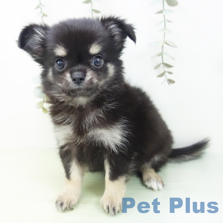 愛知県のチワワ(ロング) (ペットプラス イオンモール長久手店/2025年8月27日生まれ/女の子/ブラックタン)の子犬の2枚目の画像