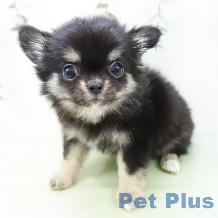 愛知県のチワワ(ロング) (ペットプラス 名古屋茶屋店/2025年8月27日生まれ/女の子/ブラックタン)の子犬の1枚目の画像