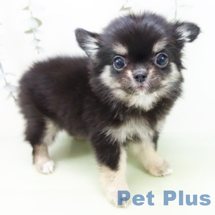 愛知県のチワワ(ロング) (ペットプラス 名古屋茶屋店/2025年8月27日生まれ/女の子/ブラックタン)の子犬の2枚目の画像