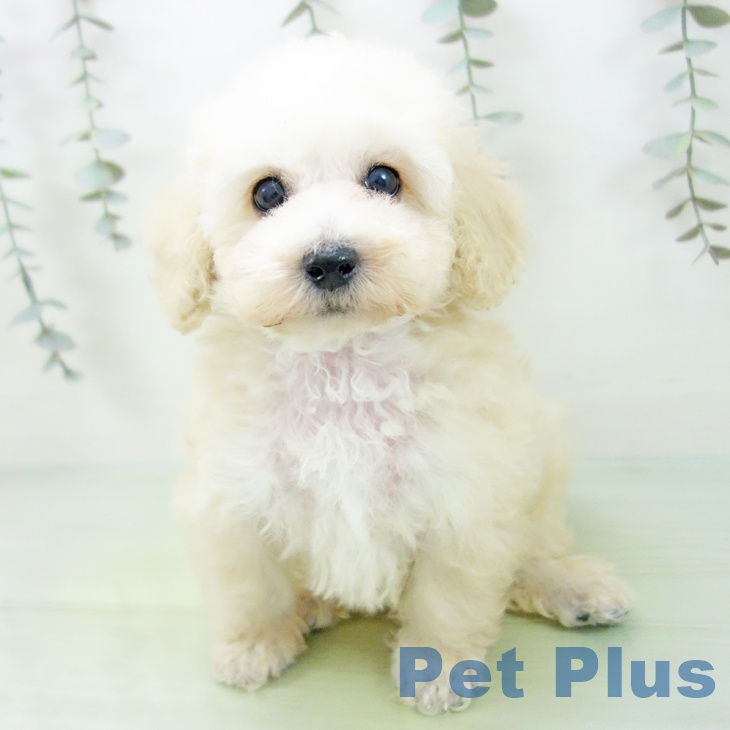 三重県のトイプードル(トイ) (ペットプラス 鈴鹿店/2025年8月27日生まれ/男の子/クリーム)の子犬の2枚目の画像