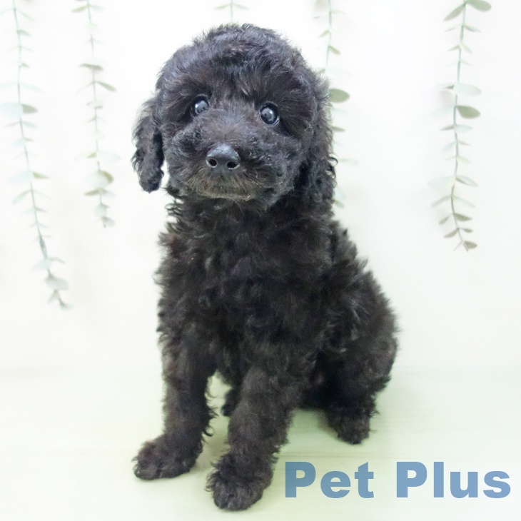石川県のトイプードル(トイ) (ペットプラス 白山店/2025年8月27日生まれ/女の子/ブラック)の子犬の2枚目の画像