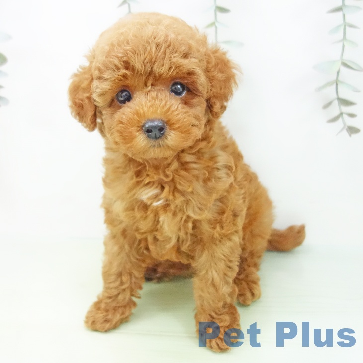 愛知県のトイプードル(トイ) (ペットプラス 岡崎店/2025年8月13日生まれ/男の子/レッド)の子犬の1枚目の画像