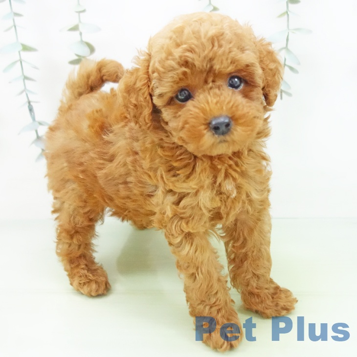 愛知県のトイプードル(トイ) (ペットプラス 岡崎店/2025年8月13日生まれ/男の子/レッド)の子犬の2枚目の画像