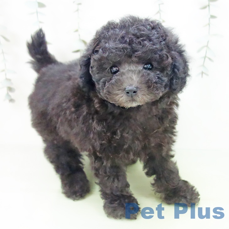 トイ・プードル