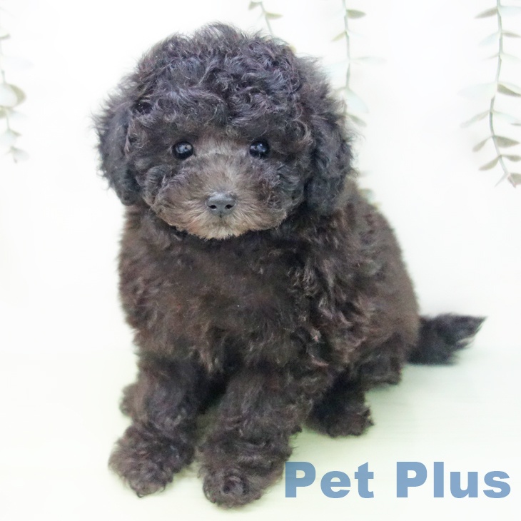 トイ・プードルの写真2