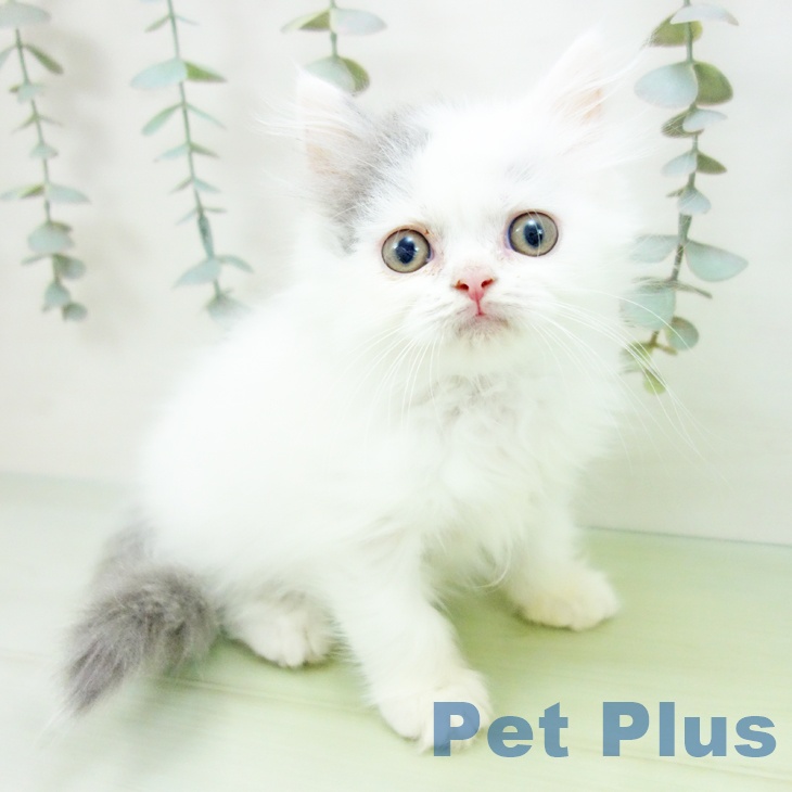 三重県のブリティッシュロングヘアー (ペットプラス 鈴鹿店/2025年8月19日生まれ/女の子/ブルーホワイト)の子猫の1枚目の画像