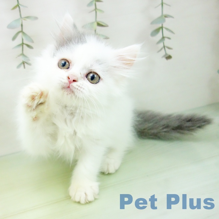 三重県のブリティッシュロングヘアー (ペットプラス 鈴鹿店/2025年8月19日生まれ/女の子/ブルーホワイト)の子猫の2枚目の画像
