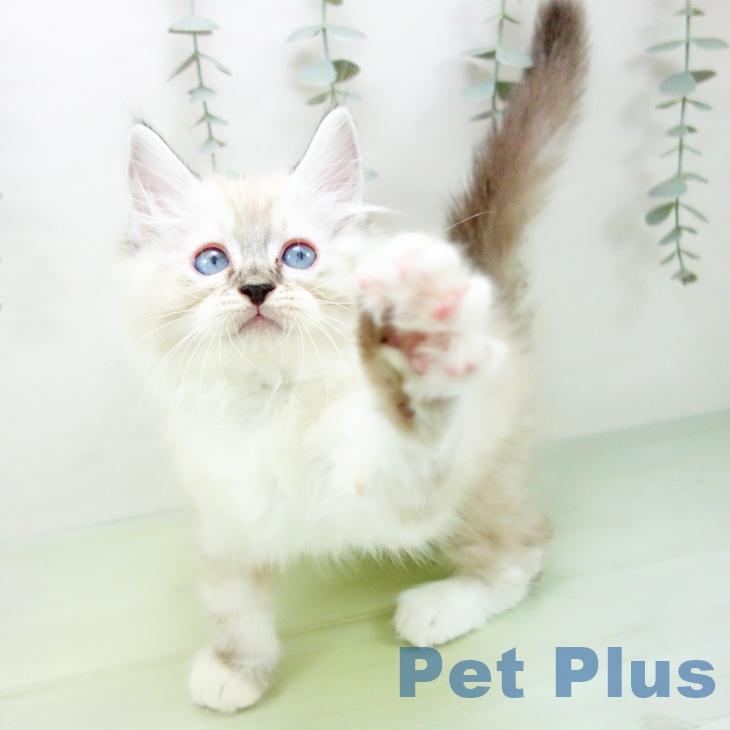 ラグドールの写真2