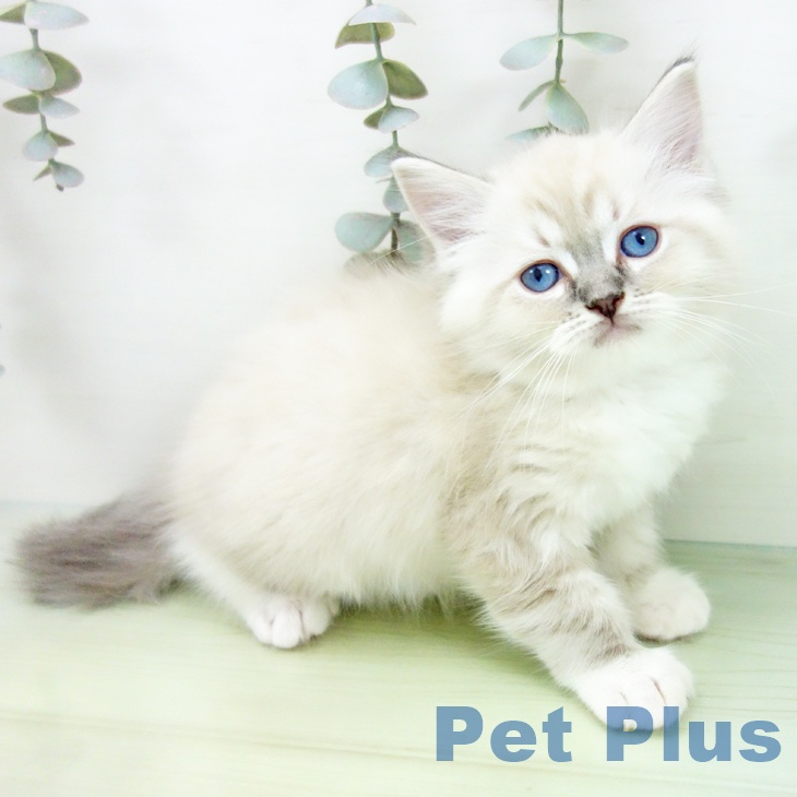 石川県のラグドール (ペットプラス 白山店/2025年8月24日生まれ/女の子/ブルーリンクスポイントミテッド)の子猫の1枚目の画像