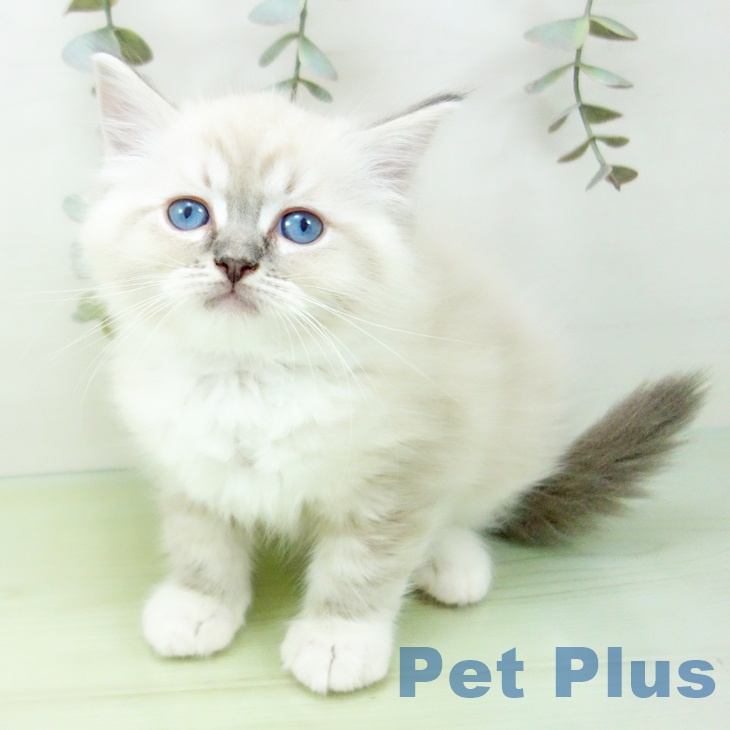 石川県のラグドール (ペットプラス 白山店/2025年8月24日生まれ/女の子/ブルーリンクスポイントミテッド)の子猫の2枚目の画像