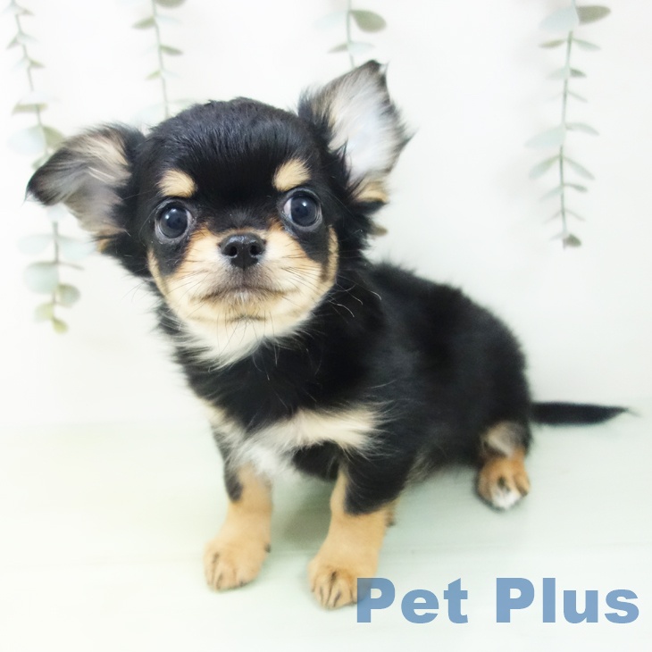 福井県のチワワ(ロング) (ペットプラス 福井店/2025年8月22日生まれ/男の子/ブラックタン)の子犬の1枚目の画像