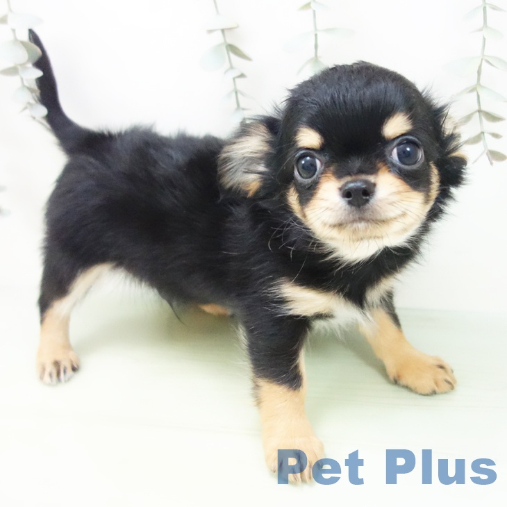 福井県のチワワ(ロング) (ペットプラス 福井店/2025年8月22日生まれ/男の子/ブラックタン)の子犬の2枚目の画像