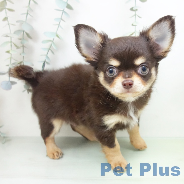三重県のチワワ(ロング) (ペットプラス 鈴鹿店/2025年8月22日生まれ/男の子/チョコレートタン)の子犬の1枚目の画像