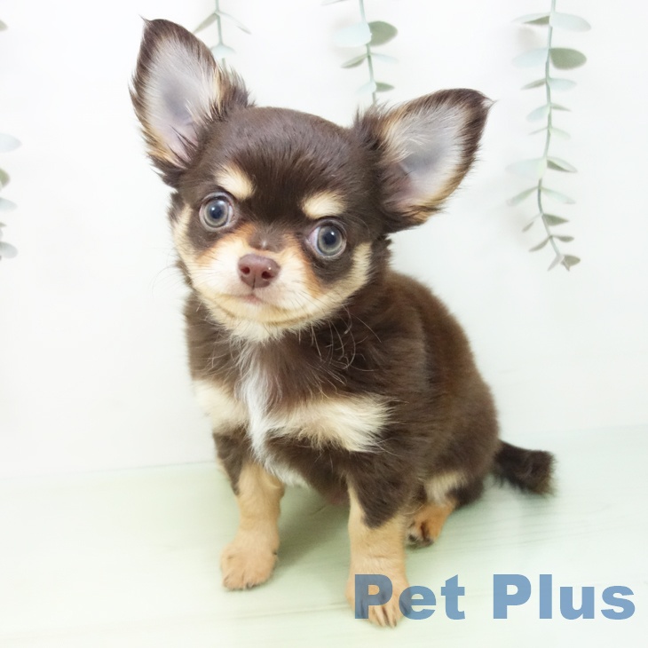 三重県のチワワ(ロング) (ペットプラス 鈴鹿店/2025年8月22日生まれ/男の子/チョコレートタン)の子犬の2枚目の画像