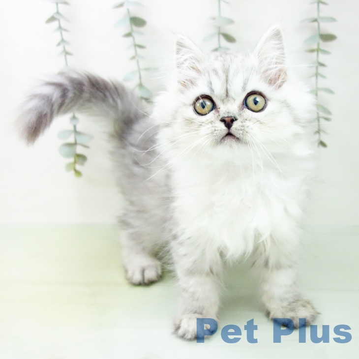 岐阜県のサイベリアン (ペットプラス 各務原店/2025年8月18日生まれ/男の子/シルバータビー)の子猫の1枚目の画像
