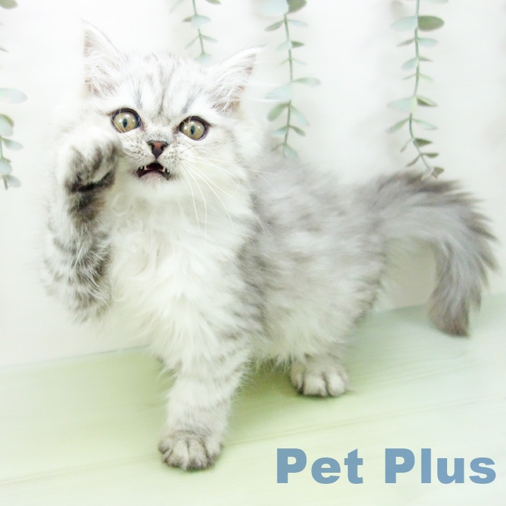 岐阜県のサイベリアン (ペットプラス 各務原店/2025年8月18日生まれ/男の子/シルバータビー)の子猫の2枚目の画像