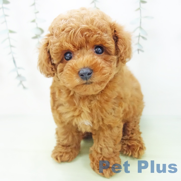 トイ・プードル