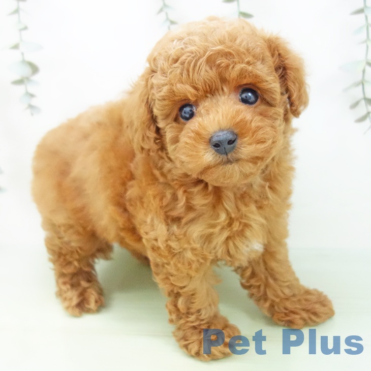 トイ・プードル