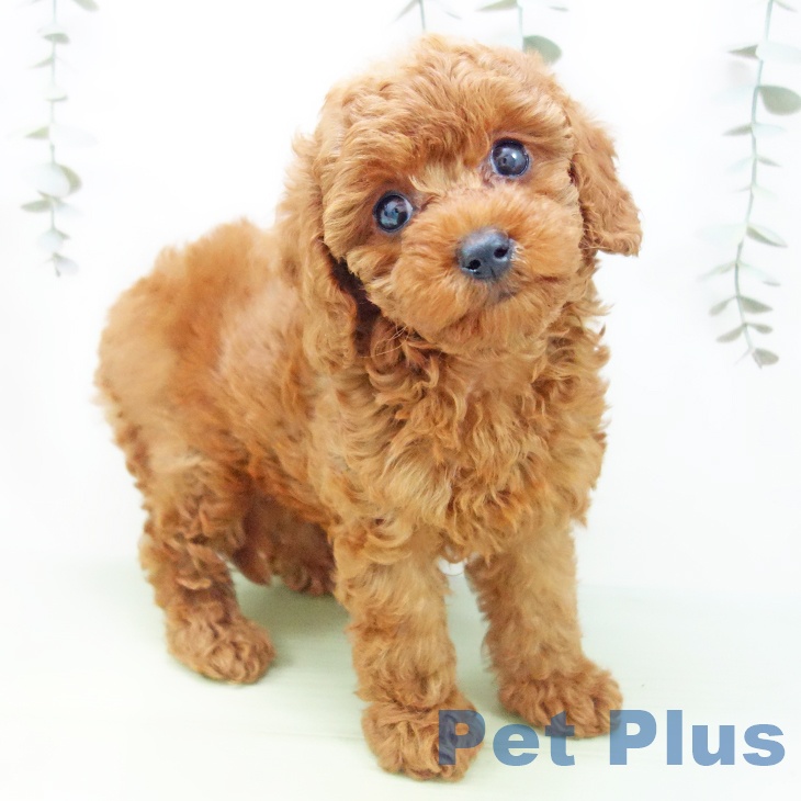 トイ・プードル