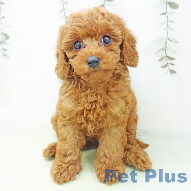 トイ・プードルの写真2