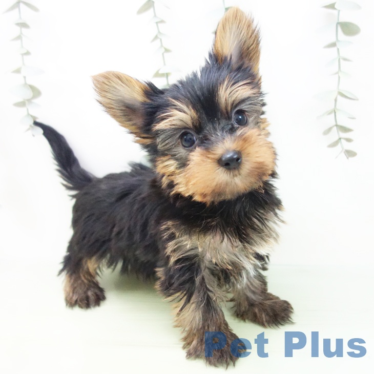 ヨークシャー・テリア