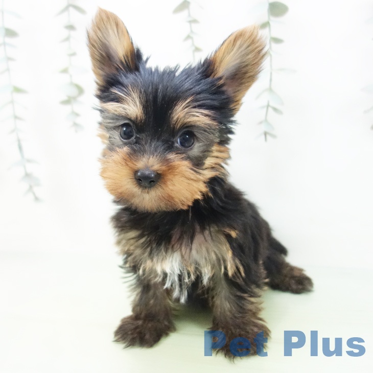 ヨークシャー・テリアの写真2