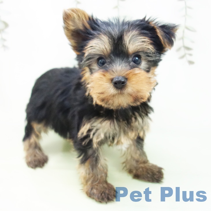 愛知県のヨークシャーテリア (ペットプラス イオンモール長久手店/2025年8月27日生まれ/女の子/スチールブルータン)の子犬の1枚目の画像