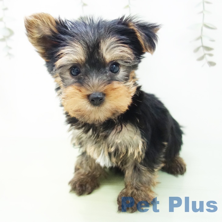 愛知県のヨークシャーテリア (ペットプラス イオンモール長久手店/2025年8月27日生まれ/女の子/スチールブルータン)の子犬の2枚目の画像