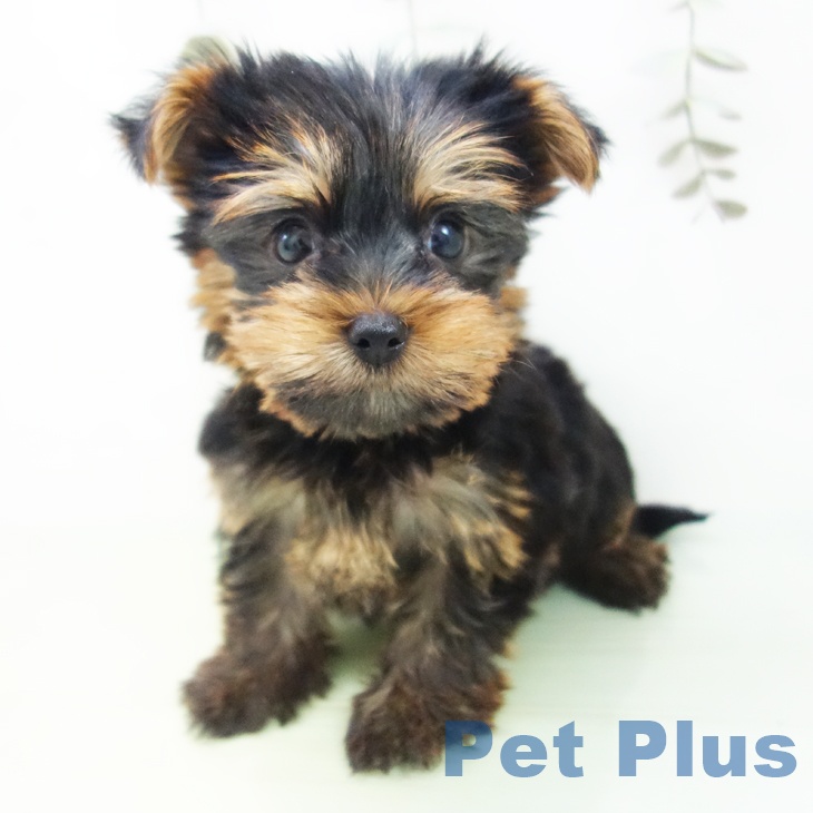 ヨークシャー・テリア