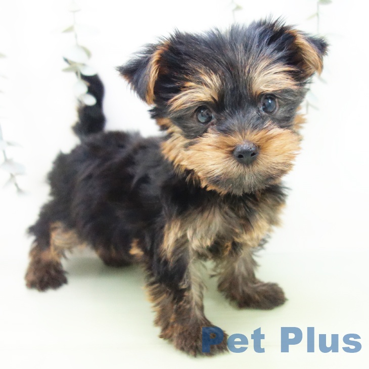 ヨークシャー・テリアの写真2