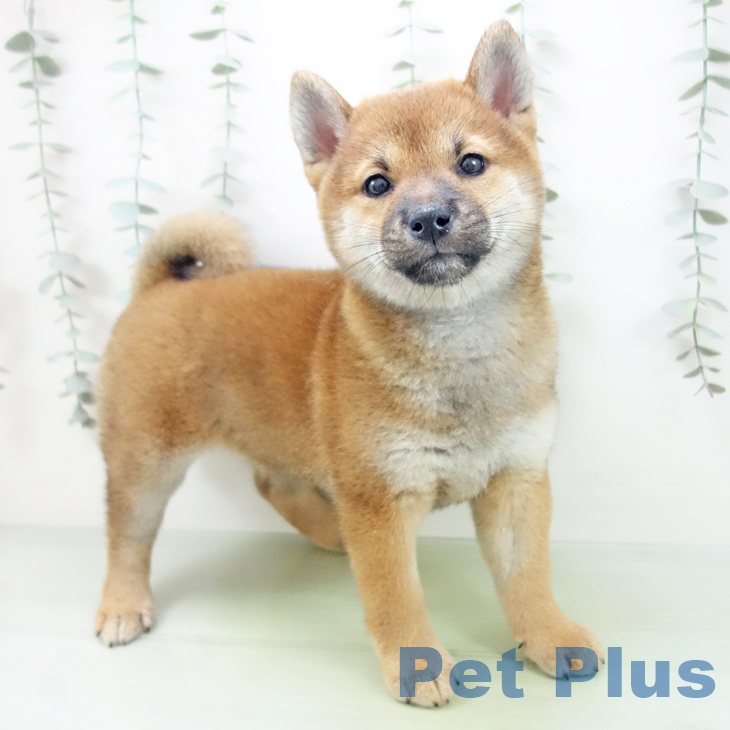 愛知県の柴犬(標準サイズ) (ペットプラス 千音寺店/2025年8月27日生まれ/女の子/赤)の子犬の1枚目の画像