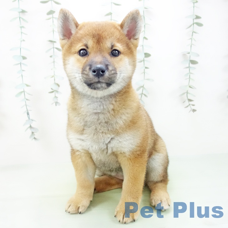 愛知県の柴犬(標準サイズ) (ペットプラス 千音寺店/2025年8月27日生まれ/女の子/赤)の子犬の2枚目の画像