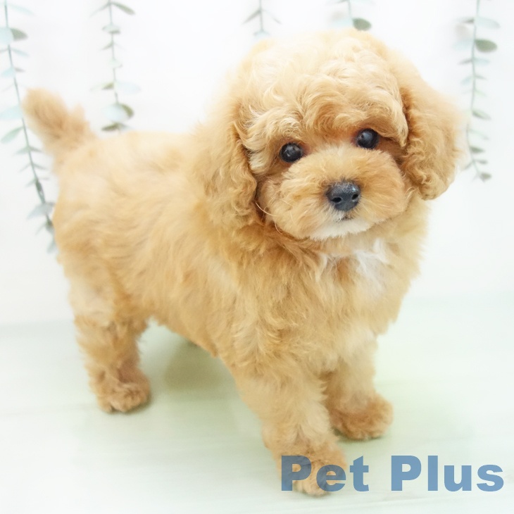 愛知県のトイプードル(トイ) (ペットプラス ナゴヤドーム前店/2025年8月26日生まれ/男の子/レッド)の子犬の1枚目の画像