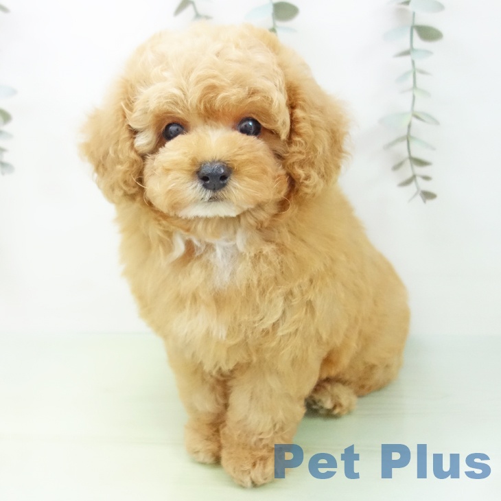 愛知県のトイプードル(トイ) (ペットプラス ナゴヤドーム前店/2025年8月26日生まれ/男の子/レッド)の子犬の2枚目の画像