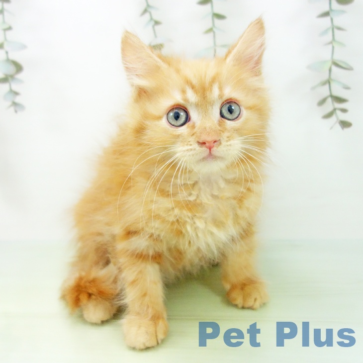 サイベリアンの写真2