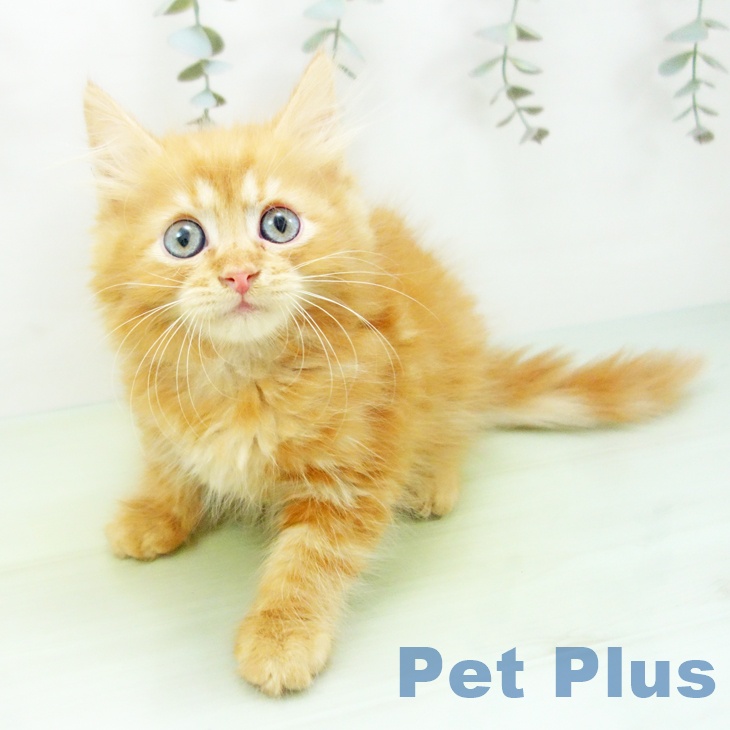 サイベリアンの写真2