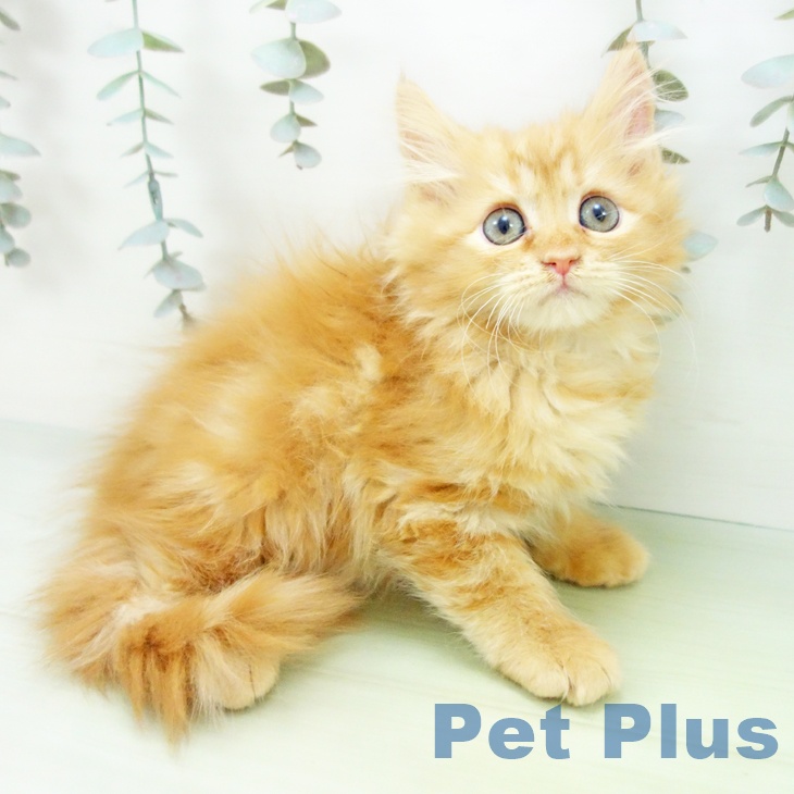 サイベリアンの写真2