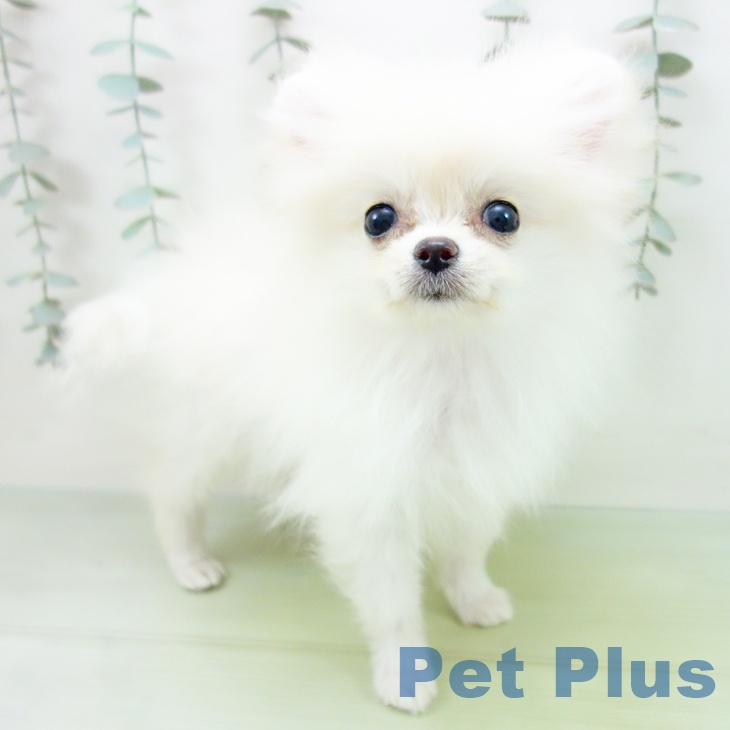 愛知県のポメラニアン (ペットプラス みなと店/2025年8月14日生まれ/女の子/クリーム)の子犬の1枚目の画像