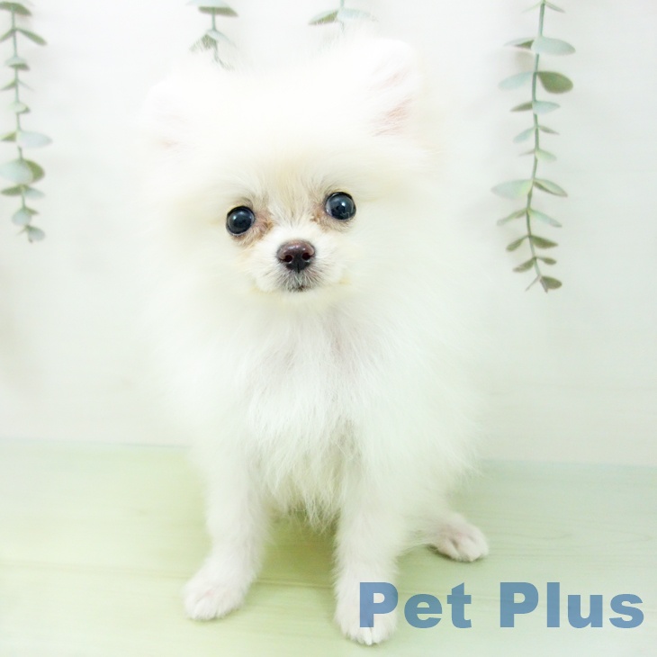 愛知県のポメラニアン (ペットプラス みなと店/2025年8月14日生まれ/女の子/クリーム)の子犬の2枚目の画像
