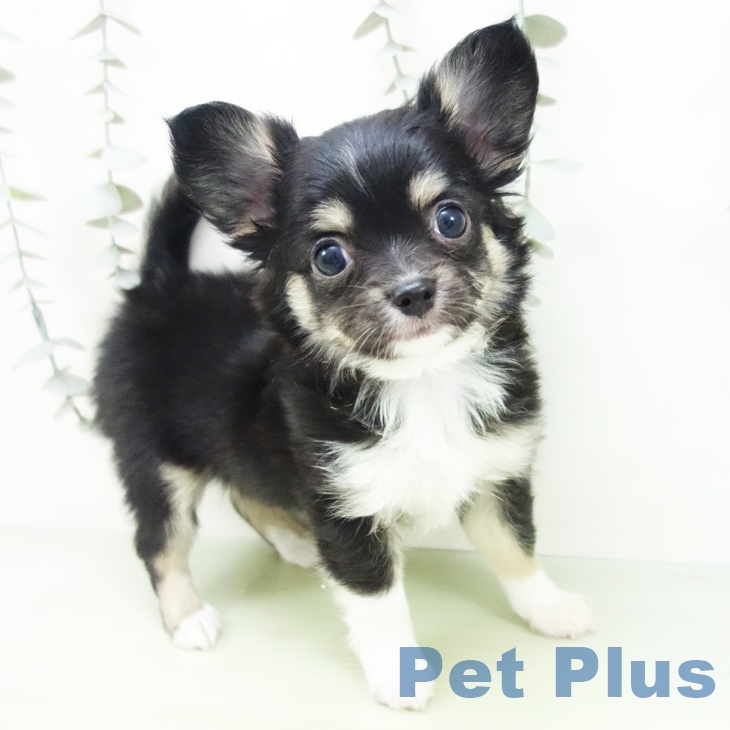 三重県のチワワ(ロング) (ペッツワン 桑名店/2025年8月27日生まれ/男の子/ブラックタンホワイト)の子犬の1枚目の画像