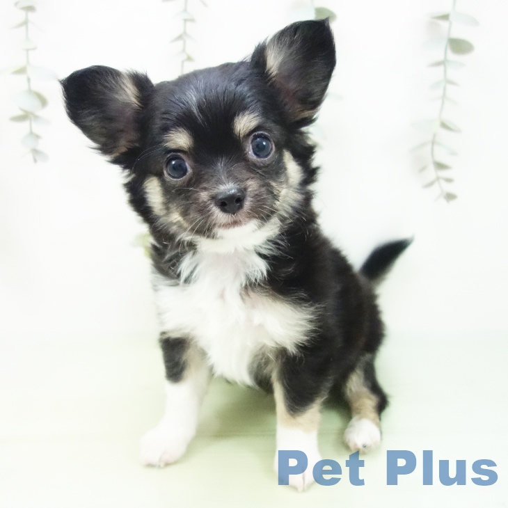 三重県のチワワ(ロング) (ペッツワン 桑名店/2025年8月27日生まれ/男の子/ブラックタンホワイト)の子犬の2枚目の画像