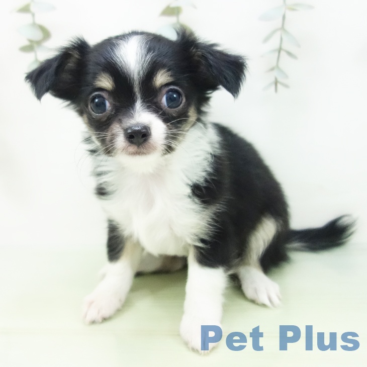 岐阜県のチワワ(ロング) (ペットプラス 各務原店/2025年8月27日生まれ/女の子/ブラックタンホワイト)の子犬の1枚目の画像