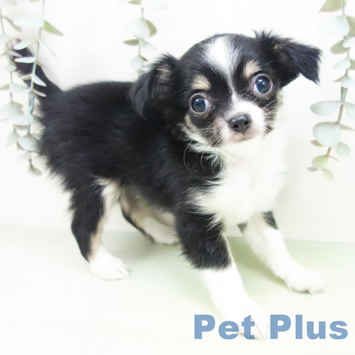 岐阜県のチワワ(ロング) (ペットプラス 各務原店/2025年8月27日生まれ/女の子/ブラックタンホワイト)の子犬の2枚目の画像