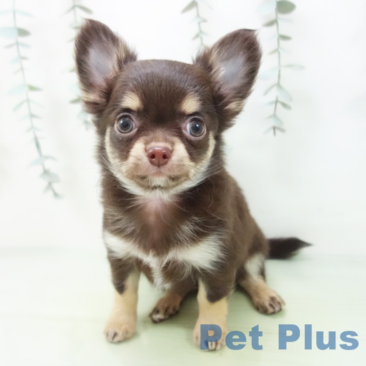 愛知県のチワワ(ロング) (ペットプラス みなと店/2025年8月26日生まれ/女の子/チョコレートタン)の子犬の1枚目の画像