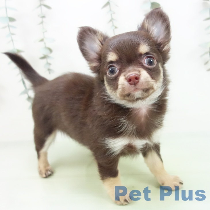 愛知県のチワワ(ロング) (ペットプラス みなと店/2025年8月26日生まれ/女の子/チョコレートタン)の子犬の2枚目の画像