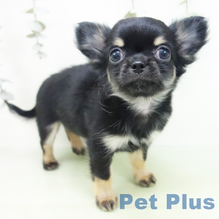愛知県のチワワ(ロング) (ペットプラス ナゴヤドーム前店/2025年8月26日生まれ/女の子/ブラックタン)の子犬の1枚目の画像