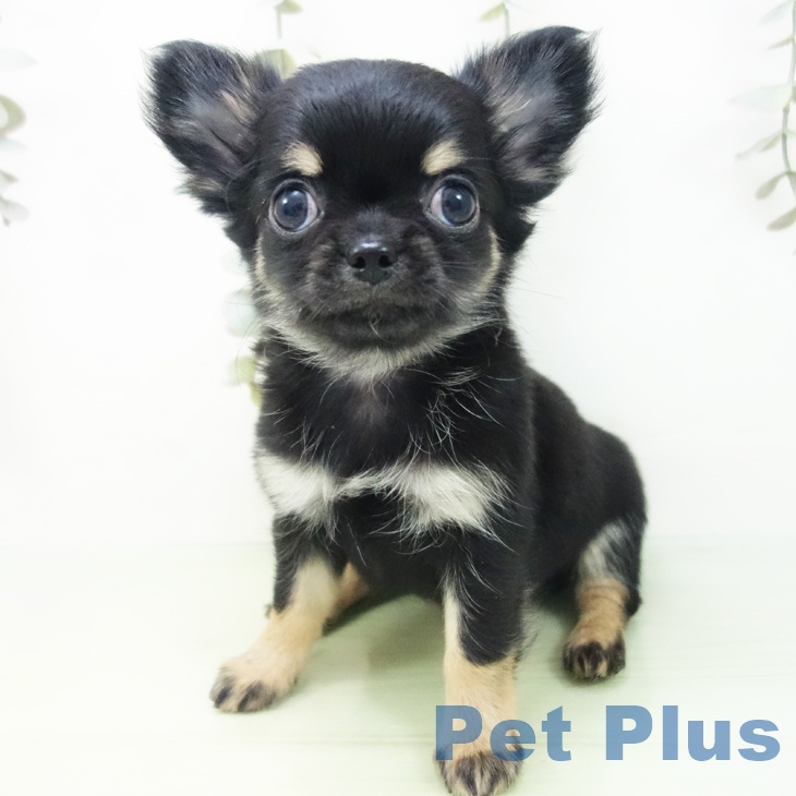 愛知県のチワワ(ロング) (ペットプラス ナゴヤドーム前店/2025年8月26日生まれ/女の子/ブラックタン)の子犬の2枚目の画像