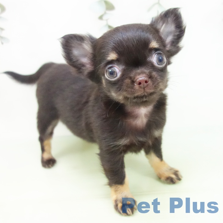 岐阜県のチワワ(ロング) (ペットプラス 各務原店/2025年8月26日生まれ/女の子/チョコレートタン)の子犬の1枚目の画像