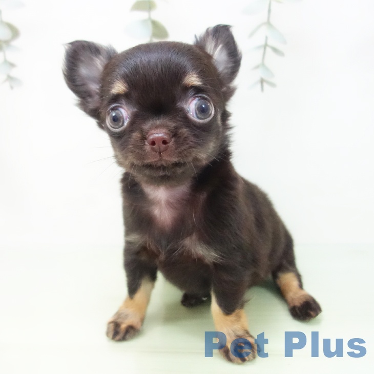 岐阜県のチワワ(ロング) (ペットプラス 各務原店/2025年8月26日生まれ/女の子/チョコレートタン)の子犬の2枚目の画像