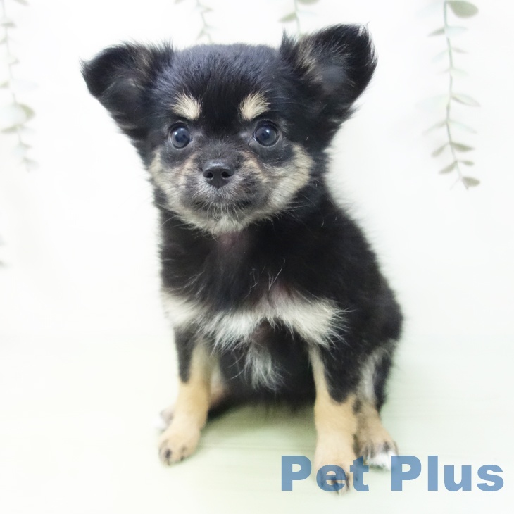 愛知県のチワワ(ロング) (ペットプラス 三好店/2025年8月24日生まれ/女の子/ブラックタン)の子犬の1枚目の画像